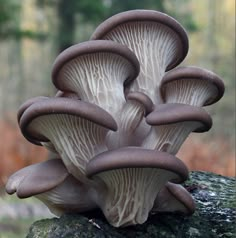 a group of mushrooms sitting on top of a tree stump