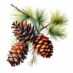 two pine cones are hanging from a tree branch