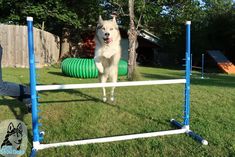 a dog jumping over an obstacle in the yard