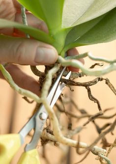 someone cutting through the roots of a plant with scissors