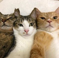 Three Cats, 웃긴 사진, Cat Aesthetic, Silly Cats, Pretty Cats, Beautiful Cats, 귀여운 동물, Baby Cats, Crazy Cats