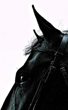 a black horse's head and bridle against a white background