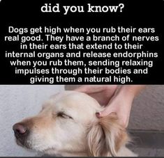 a dog is being petted by its owner with the caption that says, did you know? dogs get high when you rub their ears