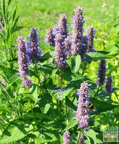 some purple flowers are growing in the grass