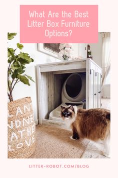 a cat standing in front of a litter box with the words what are the best litter box furniture options?