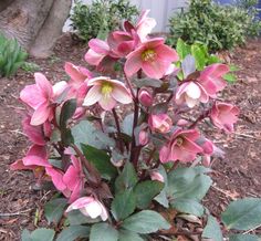 pink flowers are blooming on the ground in front of a tree and fenced area