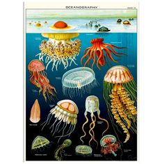 an illustration of jellyfish and other sea animals