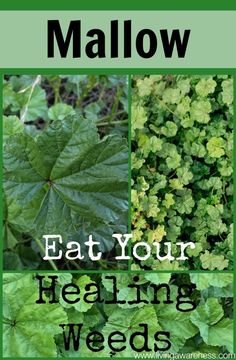 some green plants and leaves with the words mallow eat your healing weeds on them