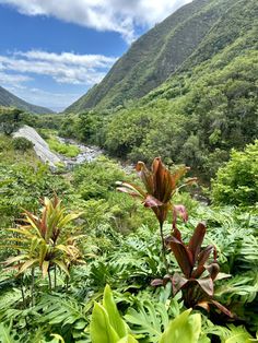 the valley is surrounded by lush green plants