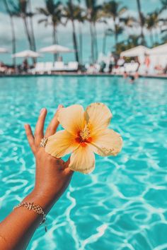 a person's hand holding up a yellow flower in front of a swimming pool