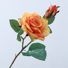 a single orange rose with green leaves on a white sky background in the day time