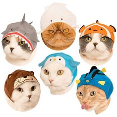 there are six cats wearing hats with different animals on them, all looking at the camera