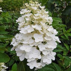 the white flowers are blooming in the garden