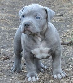 a gray dog standing on top of a dirt field