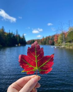 a person holding up a red leaf in front of a body of water