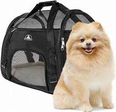 a small dog sitting next to a black pet carrier