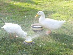 two ducks are playing with water in the grass