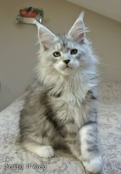 a grey and white cat sitting on top of a bed