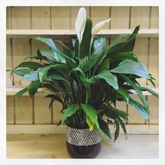 a potted plant sitting on top of a wooden shelf