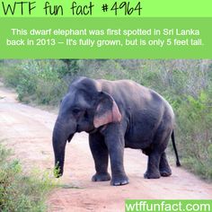 I want him!!! Funny Weird Facts, Happy Facts, Deep Emotions, Spring Decoration, Fun Fact