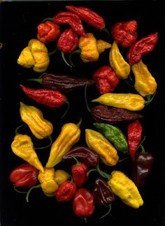 several different types of peppers on a black surface with yellow, red and green peppers