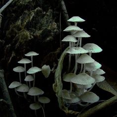 a group of white mushrooms growing in the dark