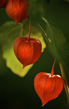 two red hearts hanging from a plant with green leaves in the backgrounnd