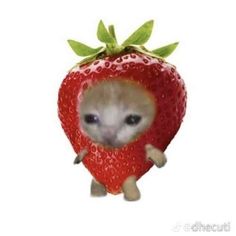 an animal with a strawberry on it's back