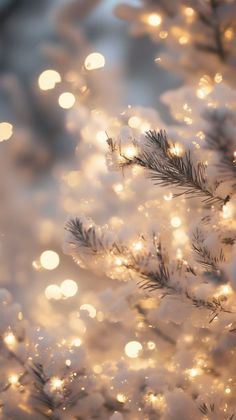 a close up view of the branches of a christmas tree with lights in the background