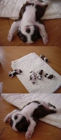 a dog laying on its back on top of a rug