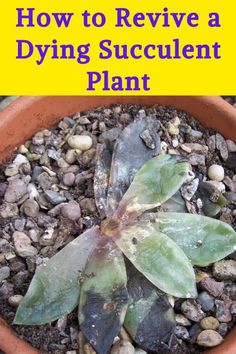 a potted plant with the title how to remove a dying succulent plant