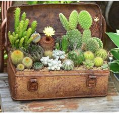 an old suitcase with cacti and succulents in it