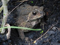 a frog that is sitting in the dirt