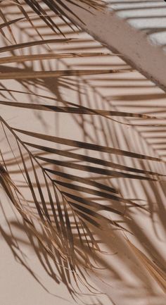 the shadow of a palm tree leaves on a white wall with light coming through it