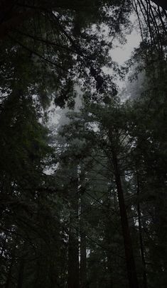 tall trees stand in the middle of a forest