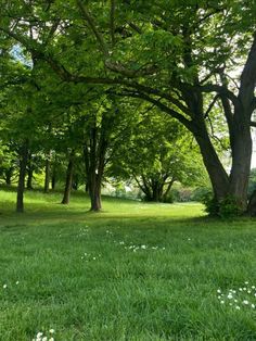 an open grassy field with trees and white flowers