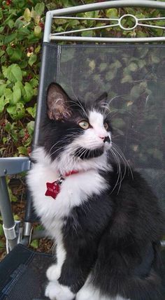 a black and white cat wearing a red bow tie sitting on a lawn chair outside