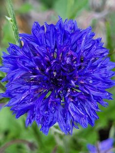 a purple flower with green leaves in the background