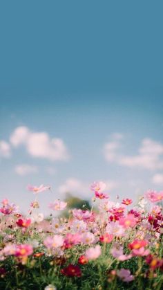 a field full of pink and white flowers under a blue sky