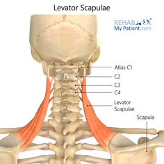 the posterior view of the neck and upper limbs