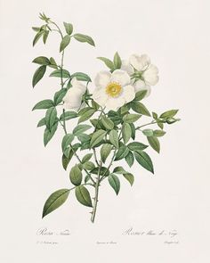 Antique Botanical Print Botanical Art Prints Flower Prints - Etsy Redoute Roses, Redoute Flowers, Yorkie Painting, Local Flowers, Snow Rose, Cherokee Rose, Snow Illustration, China Rose