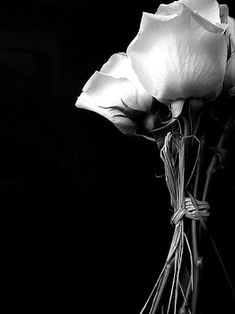 a black and white photo of two roses