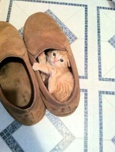 a small kitten sitting inside of a pair of brown shoes on top of a tiled floor