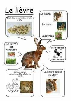 an animal diagram with different words in french