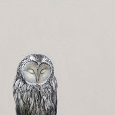 an owl with its eyes closed sitting on a tree branch in front of a gray wall