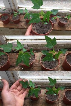 the hands are holding up small plants in pots