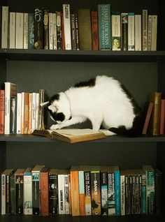 a black and white cat sitting on top of a bookshelf next to some books