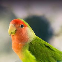 a green and orange bird sitting on top of a table