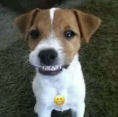 a small brown and white dog with a smile on its face