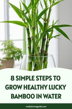 a bamboo plant in a glass vase with the words, 8 simple steps to grow healthy lucky bamboo in water